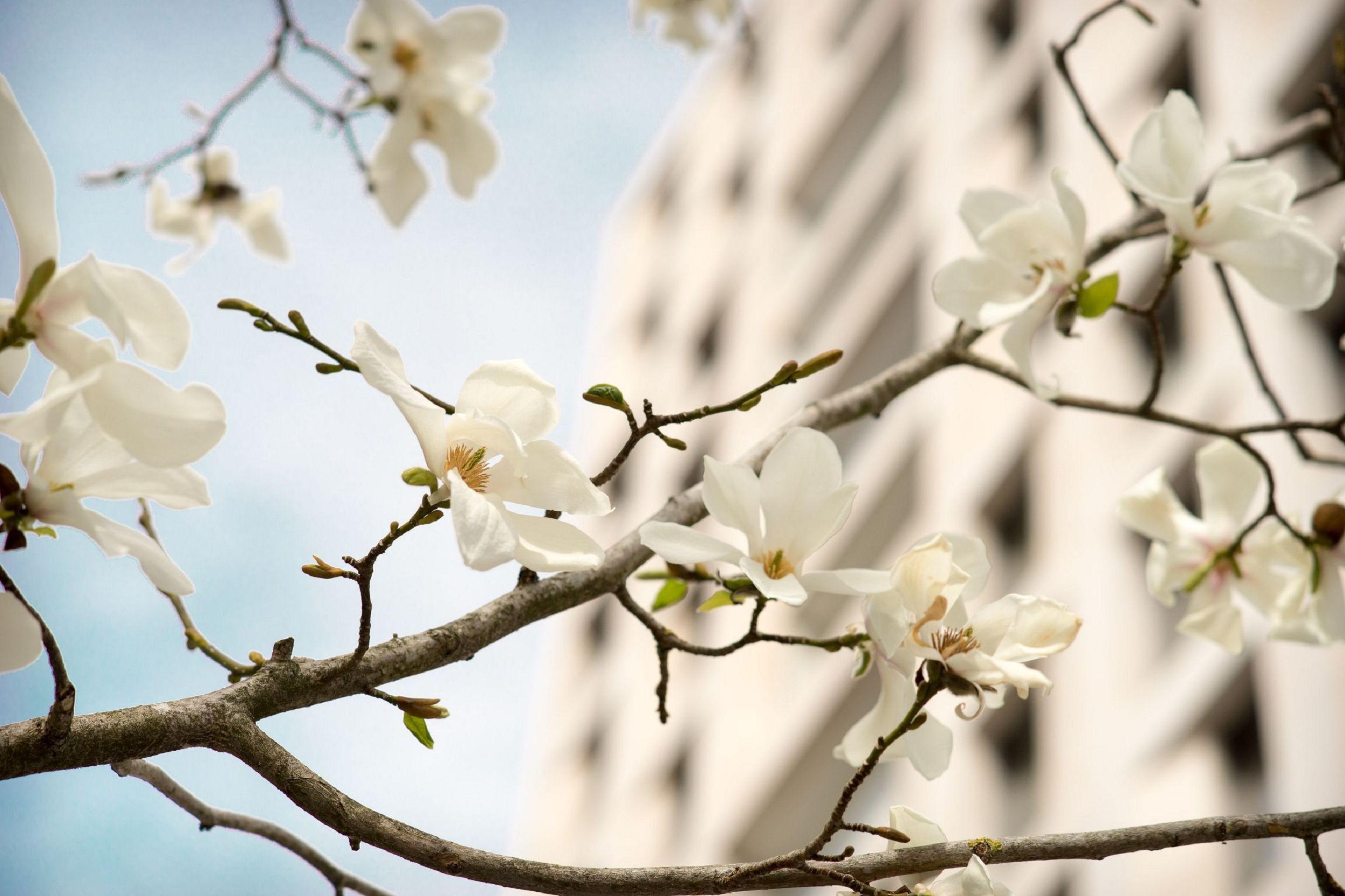 Bild: Magnolienblüte in der Gasse, Foto: ver.de landschaftsarchitektur
