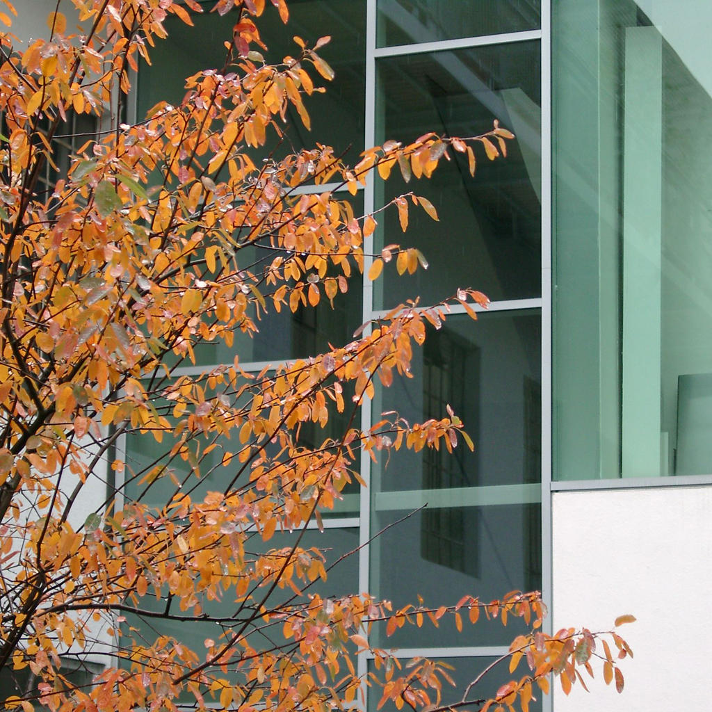 Bild: Felsenbirnen mit Herbstfärbung im Innenhof vor der neuen Fassade, Foto: ver.de landschaftsarchitektur